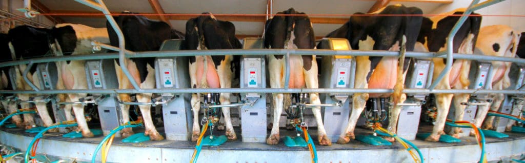 Milchprüfung Kühe werden gemolken