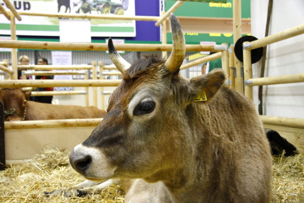 Jersey-Rind auf der Grünen Woche