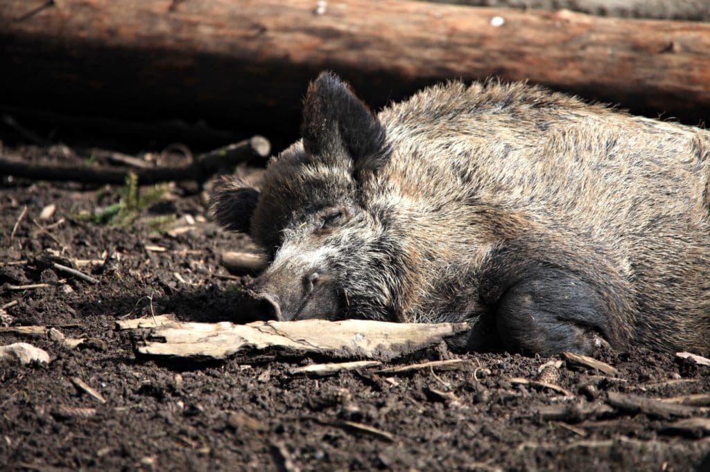 Wildschweine als Überträger der Afrikanischen Schweinepest (ASP)