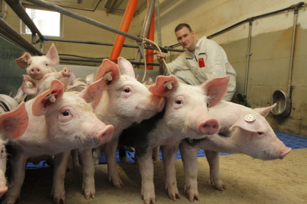 Mehrere Ferkel in einer Bucht