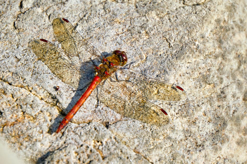 Eine Blutrote Heidelibelle im Wildpark Johannismühle in Baruth