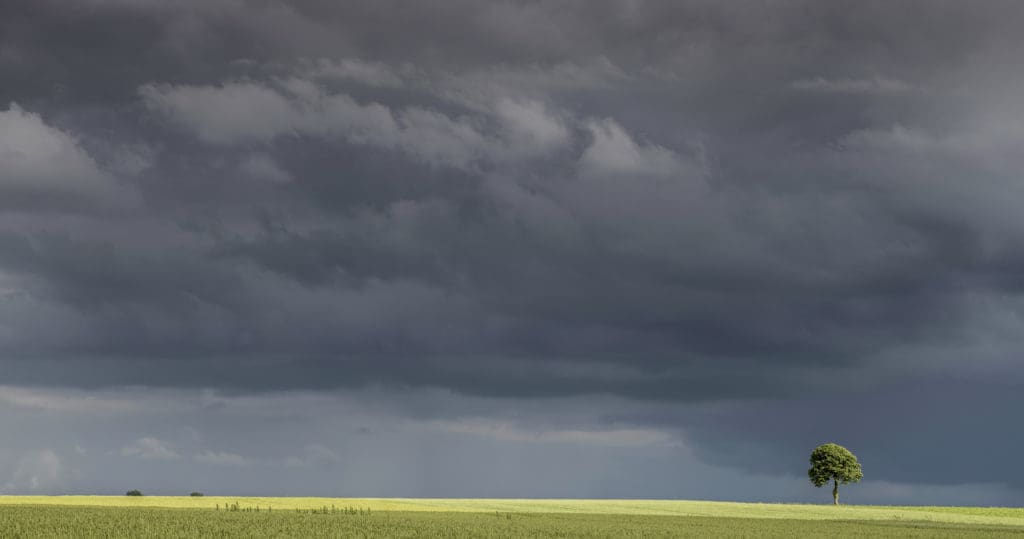 Baum auf einem Acker, ein Unwetter zieht heran