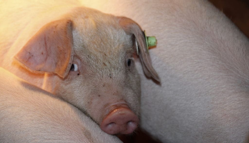 Leicoma Schwein