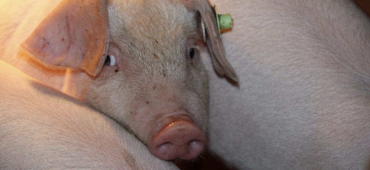 Leicoma2 Kopie_1250 Leicoma Schwein im Stall
