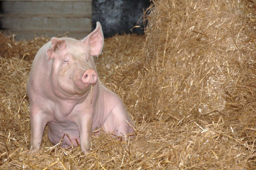 Schwein im Stall - Symbolbild zur Schließung des Vion-Schlachthofes in Altenburg