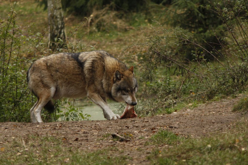 Wölfen, die sich auf Weidetiere spezialisieren, soll künftig unkomplizierter das Handwerk gelegt werden. (C) Sabine Rübensaat (aufgenommen im Wildpark Schorfheide)
