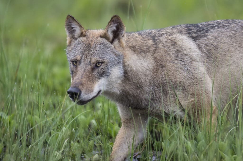 Ein Wolf auf der Jagd.