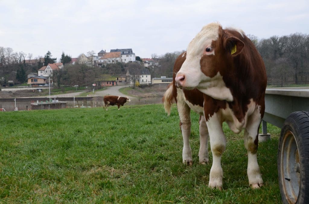 Ein Bullenkalb steht auf einer Weide.