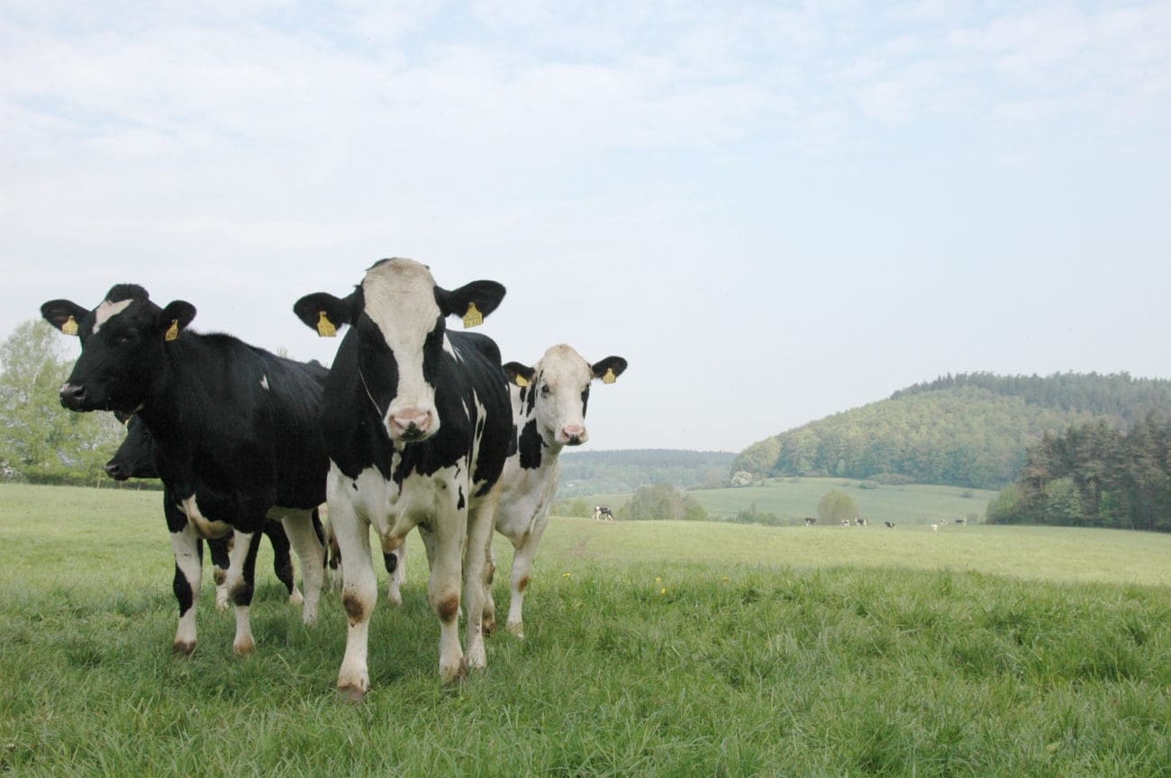 Kühe auf der Weide.
