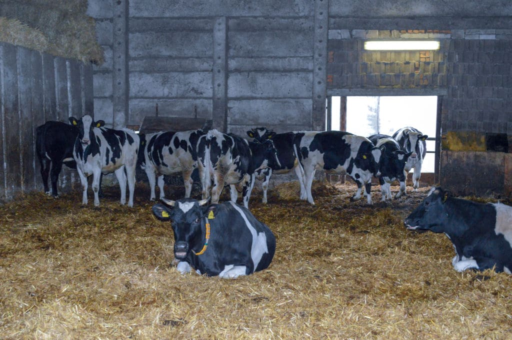 Kühe im Stall der Agrargenossenschaft Emden
