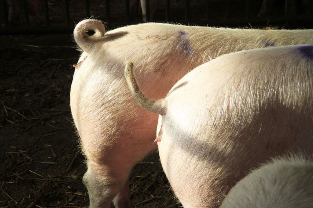 Kupierverzicht bei Schweinen - darf der Schwanz dranbleiben?