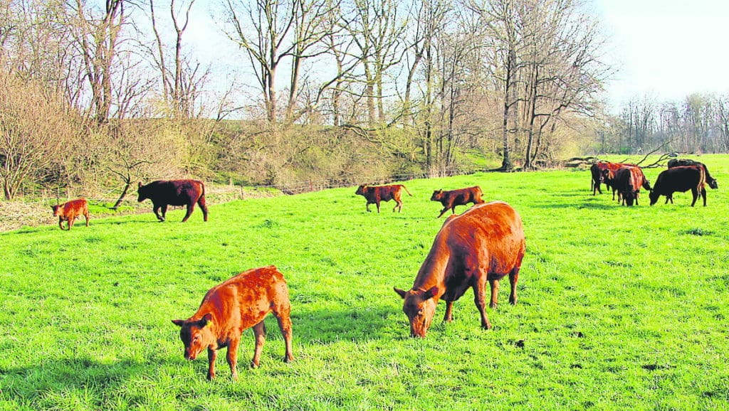 Seit dem Start im Sommer vor zwei Jahren wuchs die Angusherde auf 15 Tiere an. Die ersten Ochsen sollen im Sommer 2021 vermarktet werden.