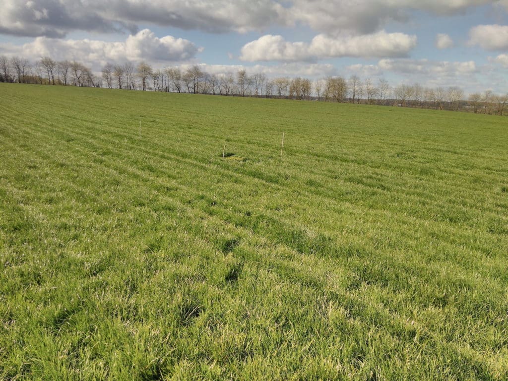 Die Probefläche auf diesem Ackergrasschlag in Zarnekow bei Demmin befindet sich repräsentativ mitten im Bestand. Foto: Wieland Niecke