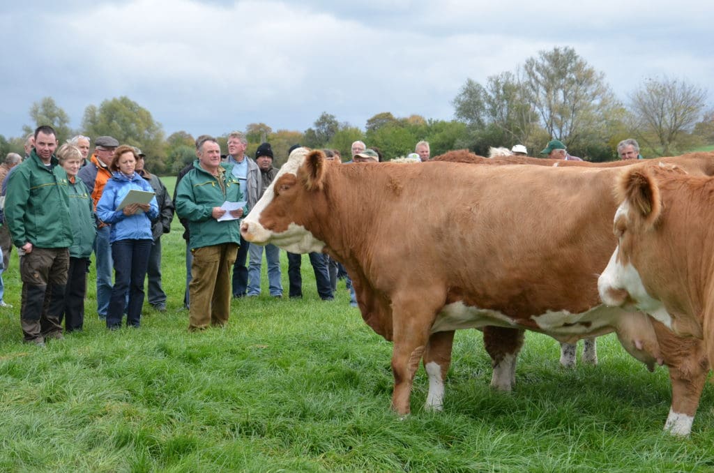 Das Züchtertreffen der Rasse Fleckvieh-Simmental der Arndt GbR in Bottmersdorf (PRaxispartner der Bauernzeitung in Sachsen-Anhalt)