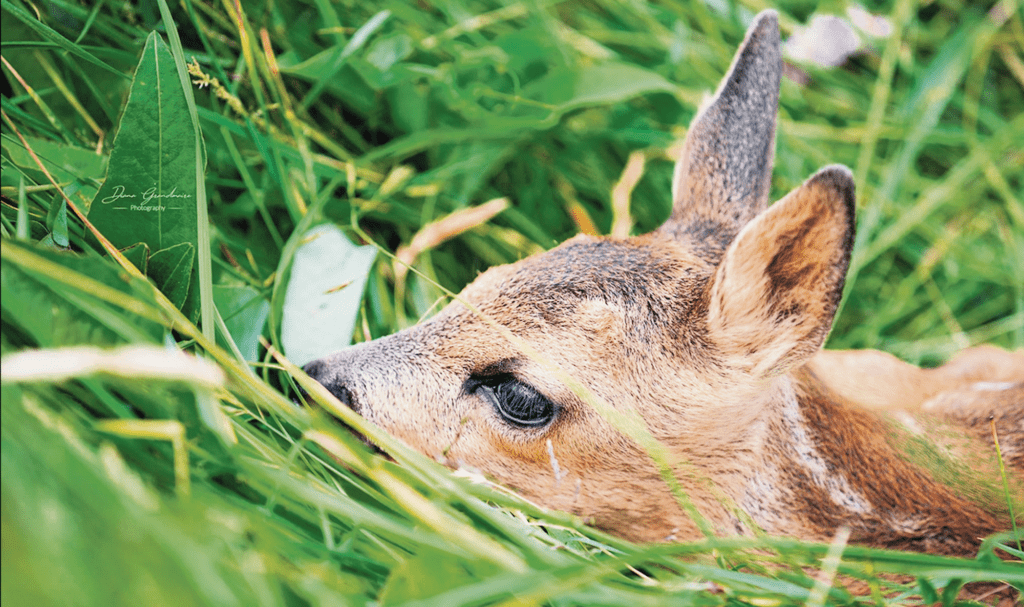 Neben dem Kitztod bedeutet jeder Kadaver im Silo Botulismusgefahr für den Tierbestand.