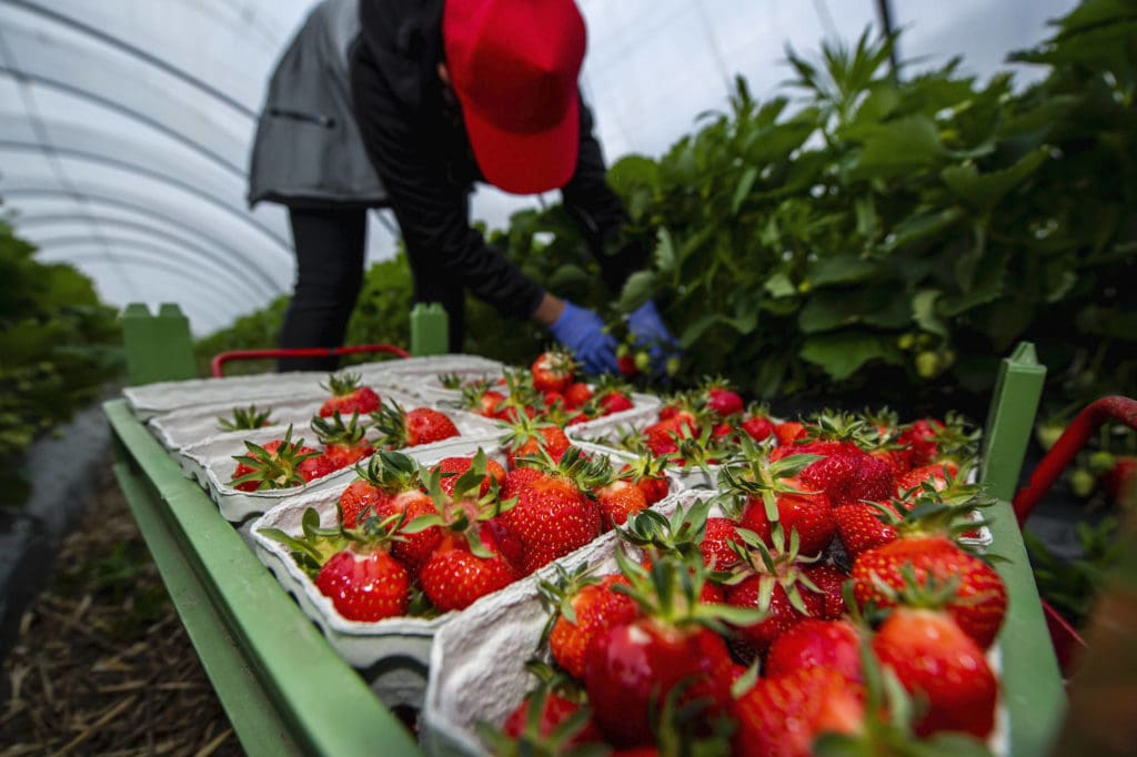 Eine rumänische Erntehelferin pflückt Erdbeeren