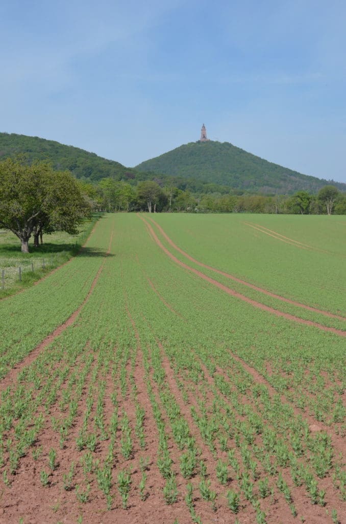 Ein Erbsenfeld des Landwirtschaftsbetriebs Schröter in Tilleda - dem Praxispartner der Bauernzeitung in Sachsen-Anhalt.