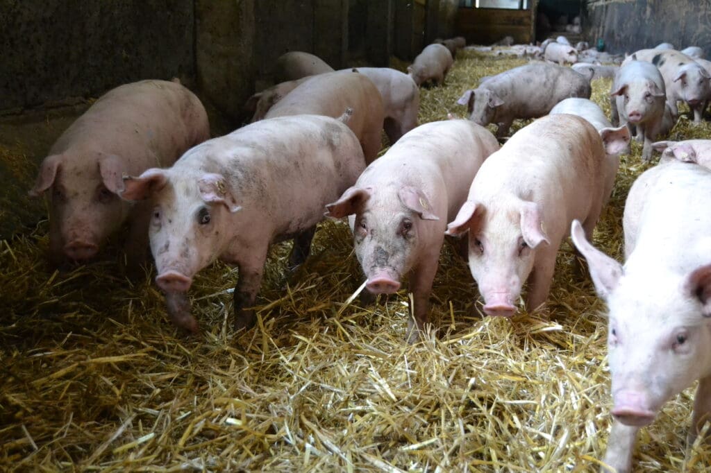 Schweine von Landwirt Alexander Mark aus Königshofen in Thüringen