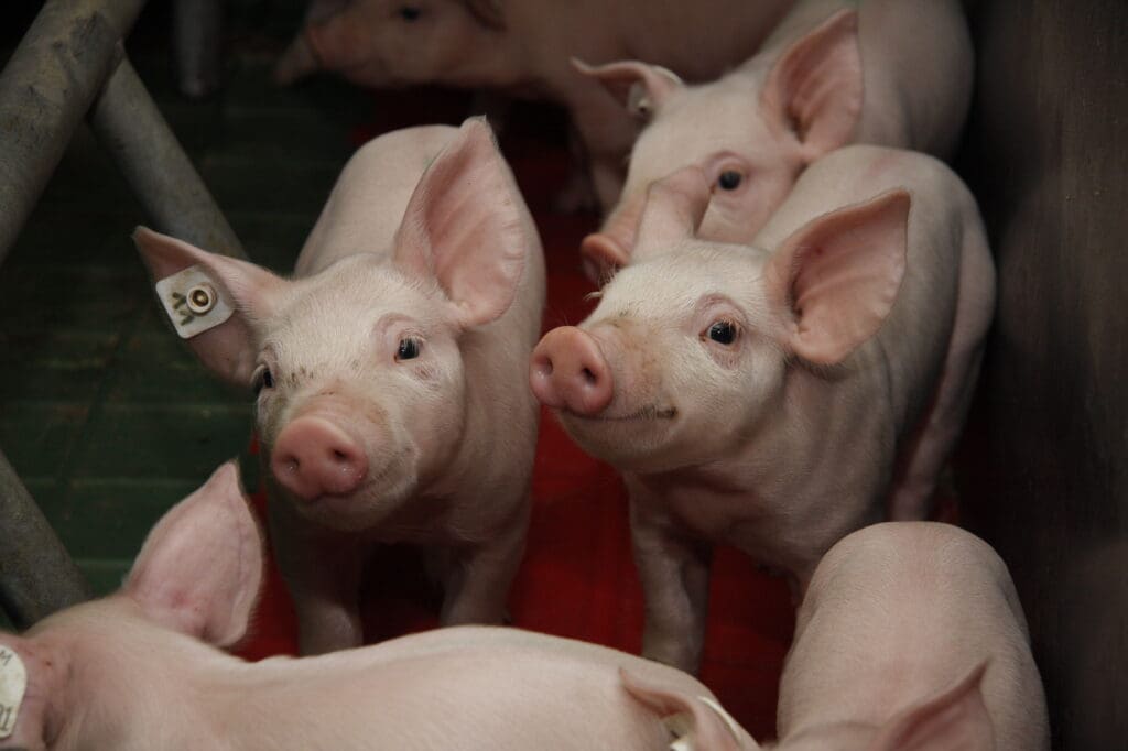 Ferkel_Kastration_Narkose_Isofluran_Förderung_Thüringen
