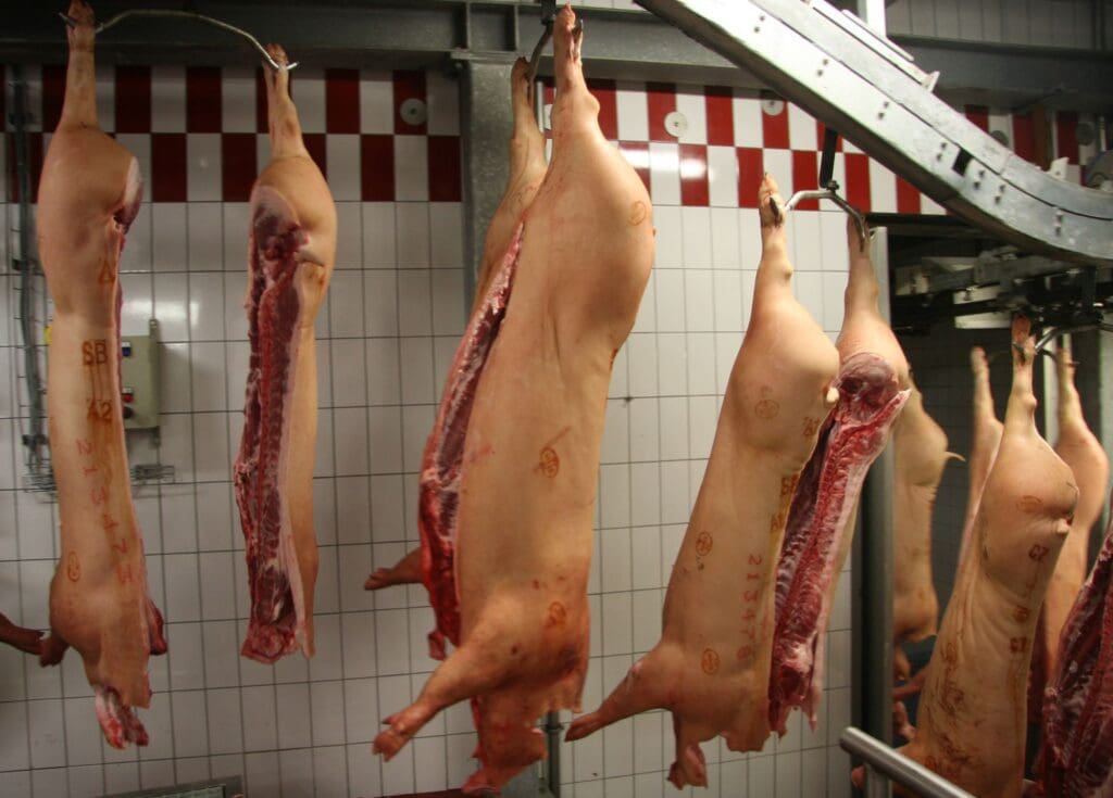 Schweinehälften in einem Schlachthof