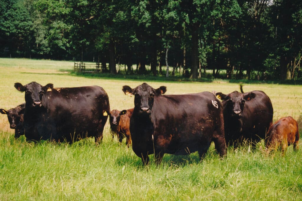 Aberdeen Angus