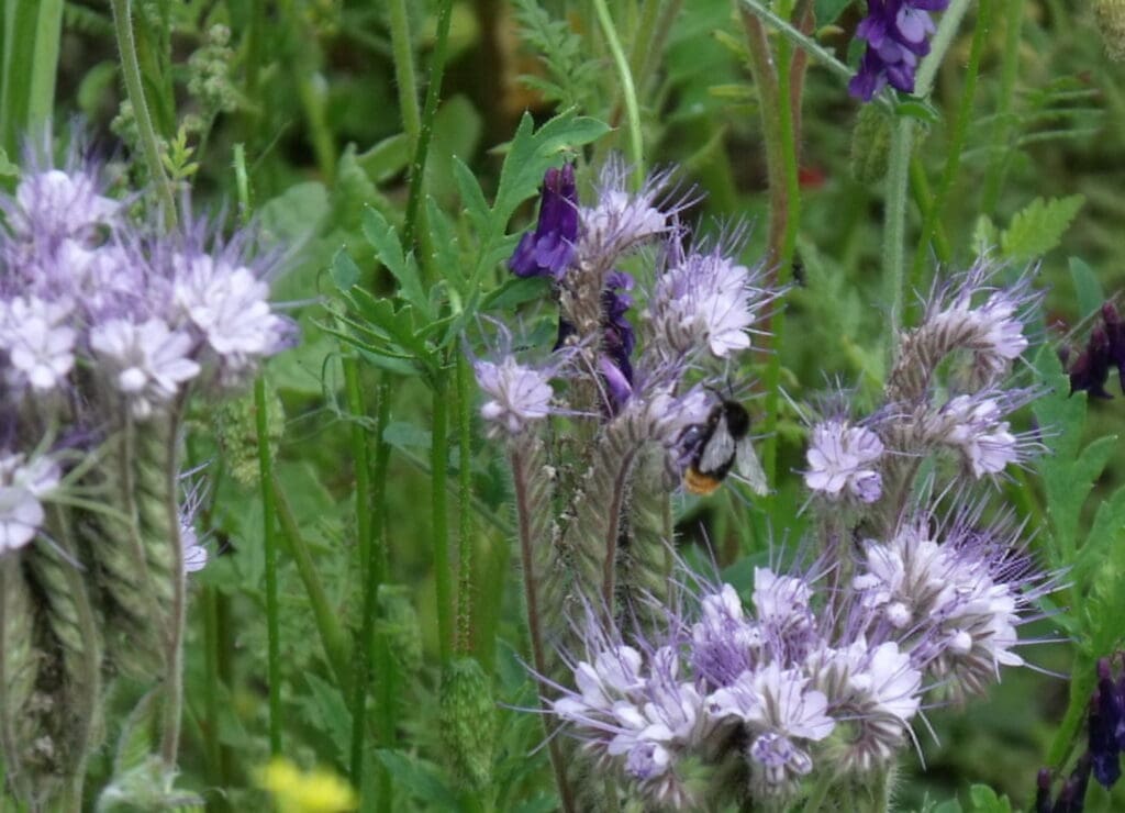 Blühflächen bieten Insekten Nahrung. (c) Sabine Rübensaat