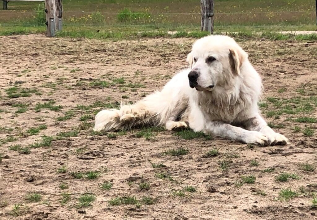 Das Land Brandenburg fördert bereits die Anschaffung von Herdenschutzhunden und will künftig auch einen Zuschuss zu den jährlichen Haltungskosten von rund 2.000 Euro je Hund bezahlen. c) Ralf Stephan