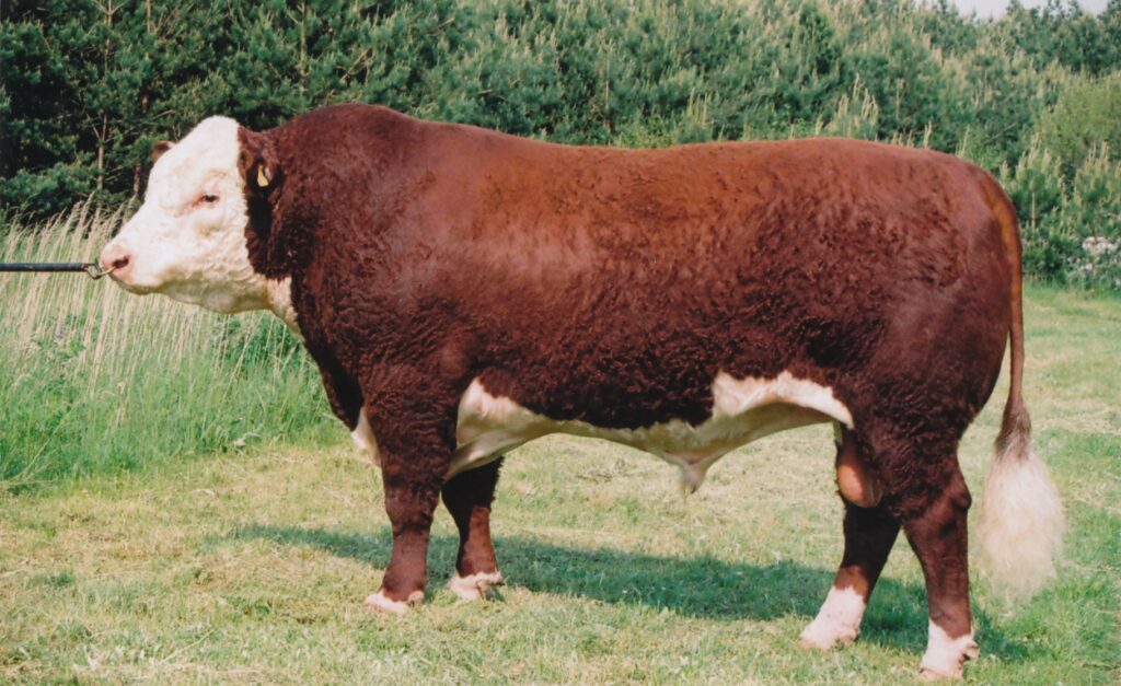 Rinderrasse Hereford männlich