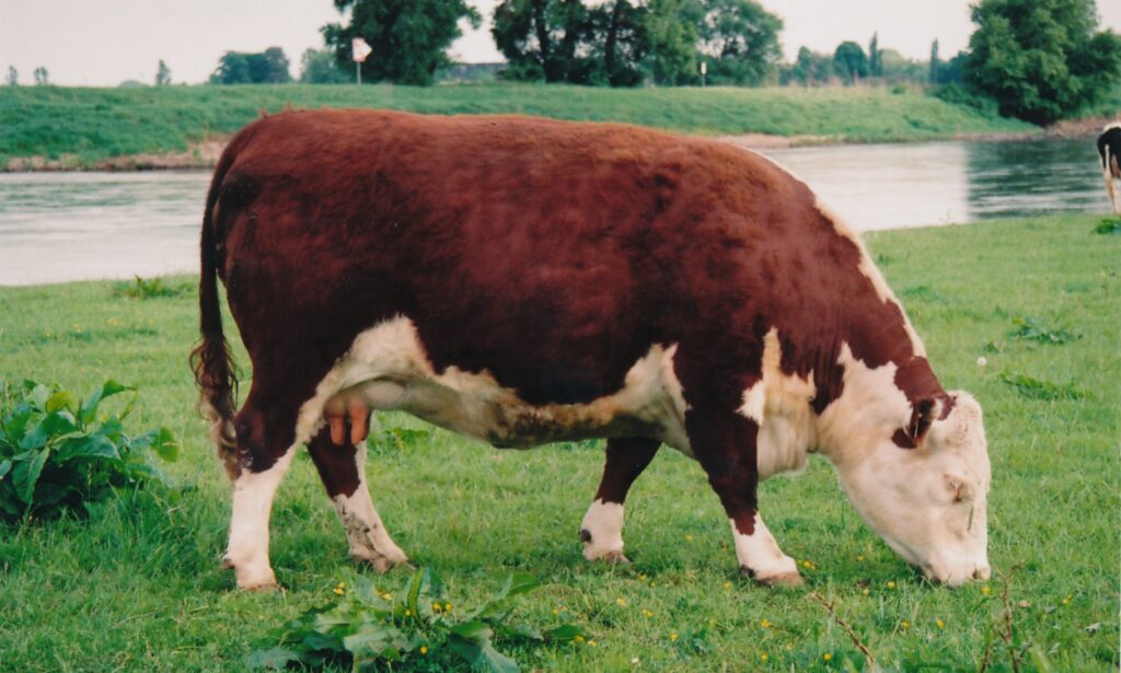Rinderrasse Hereford männlich auf einer Wiese