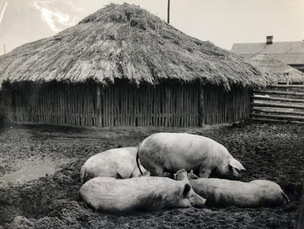 Die Aufnahme aus der LPG Selbitz bei Gräfenhainichen zeigt die Anfang der 1960er-Jahre durchaus übliche Haltung in Hütten. (c) Archiv Bauernzeitung/Naumann