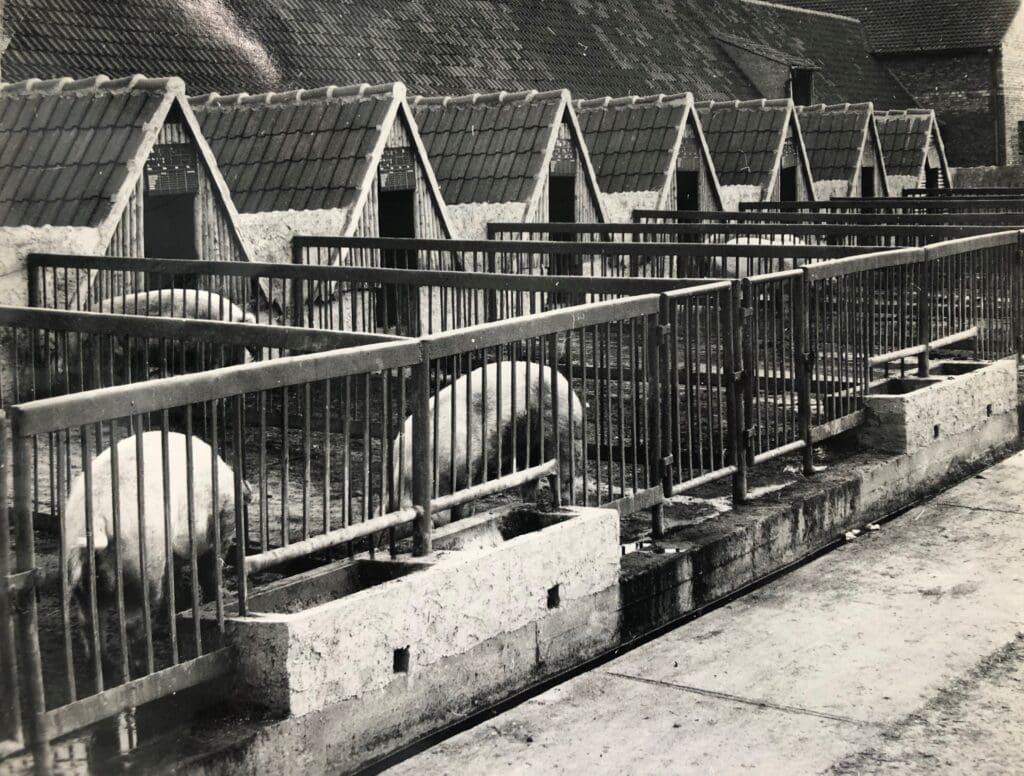 Schweinehütten in massiver Bauweise und Auslauf, 1962 fotografiert in der LPG Frauenprießnitz bei Jena. (c) Archiv Bauernzeitung/Naumann