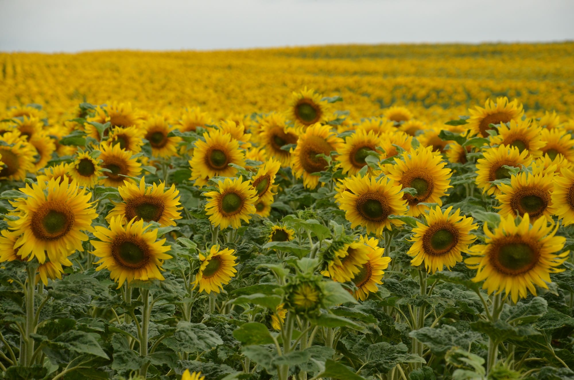 Sonnenblumen-auf-einem-Feld-im-Südfläming-c-Detlef-Finger.jpg