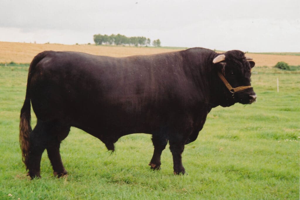 Rinderrassen im Porträt: Welsh Black - männlich