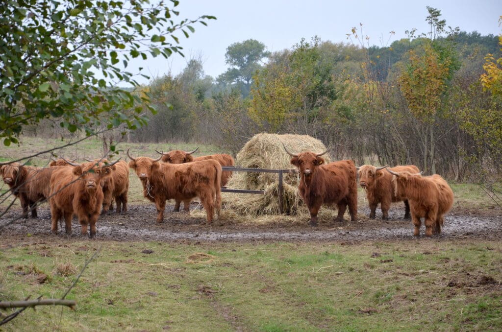 Highland Cattles auf der Weide. Wie sie sind viele Weidetiere vom Wolf bedroht