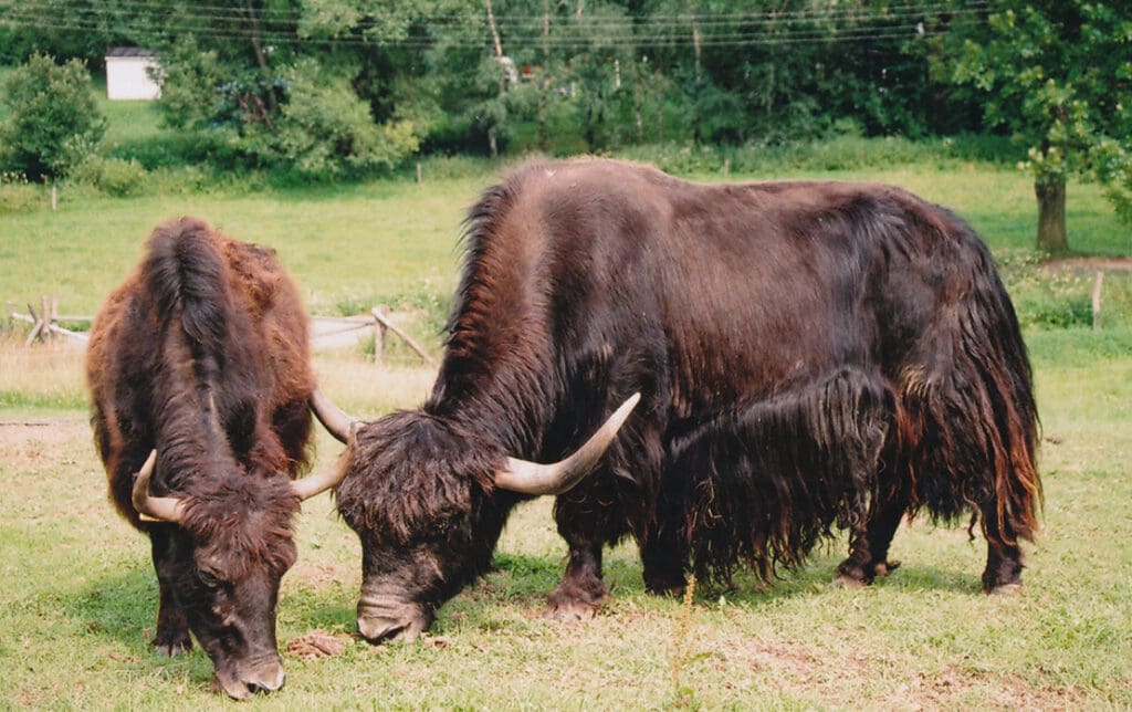 Yak Kuh und Ochse