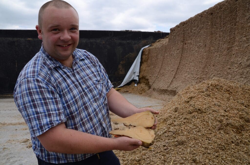 Landwirt Thomas Wirth zeigt eine Zuckerrübe, die mit dem Mais siliert worden ist.