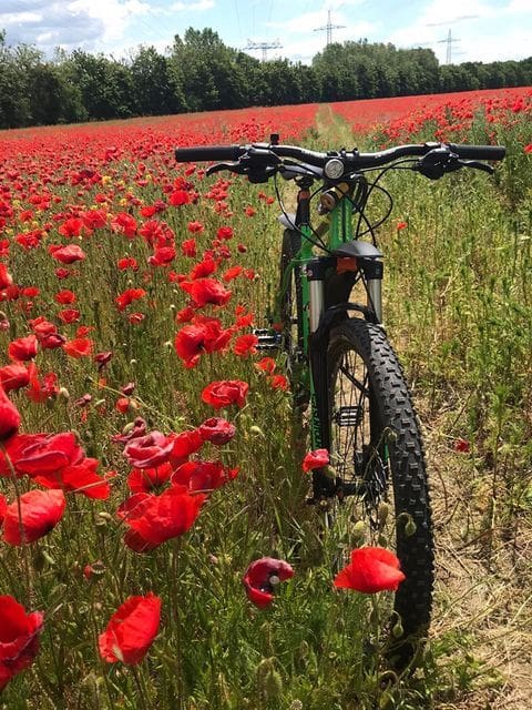 Ein Fahrrad in blühender Landschaft in Brandenburg.