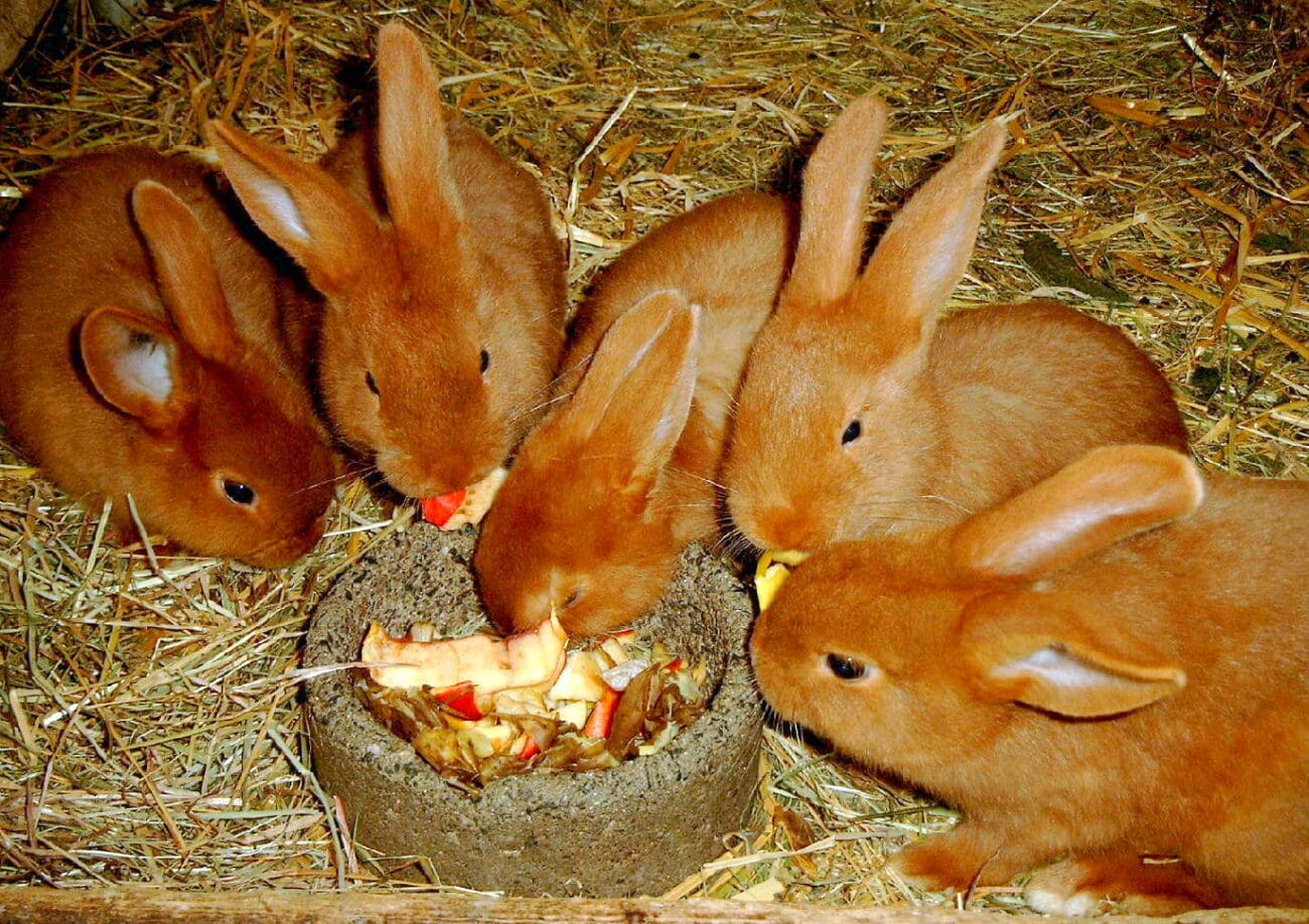 Kaninchen der Rasse Rote Neuseeländer bekommen bestes Futter, damit sie ...