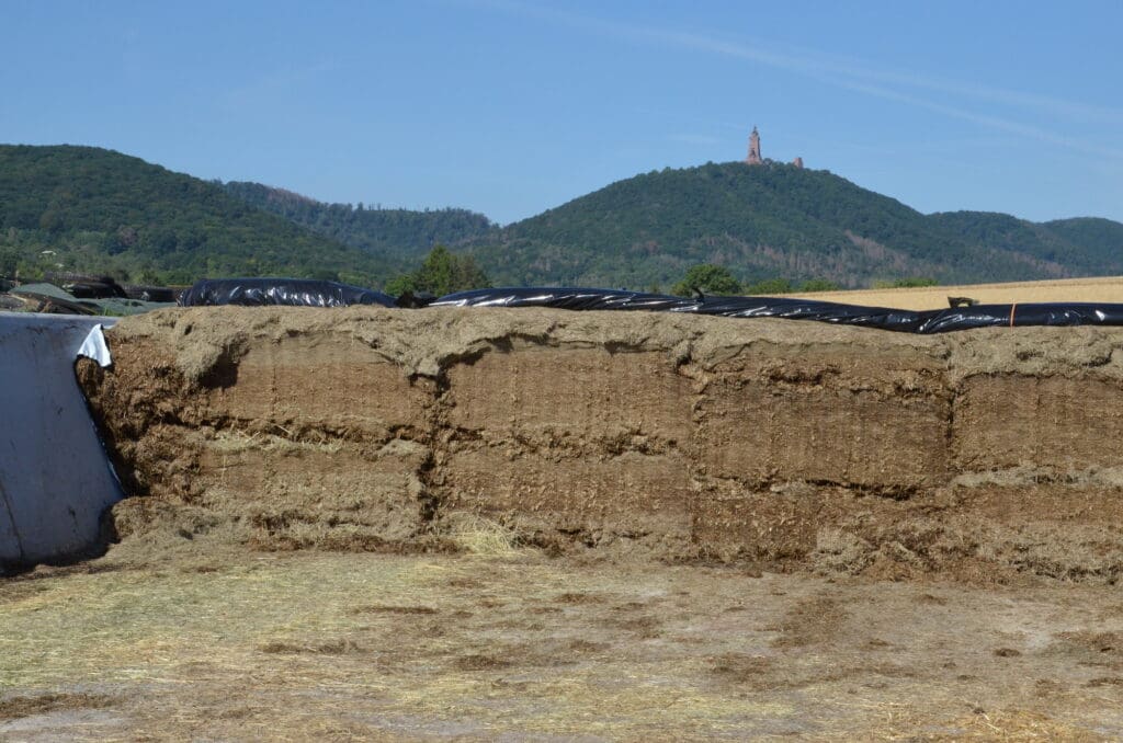 Futtersilos nach der Ernte gut gefüllt