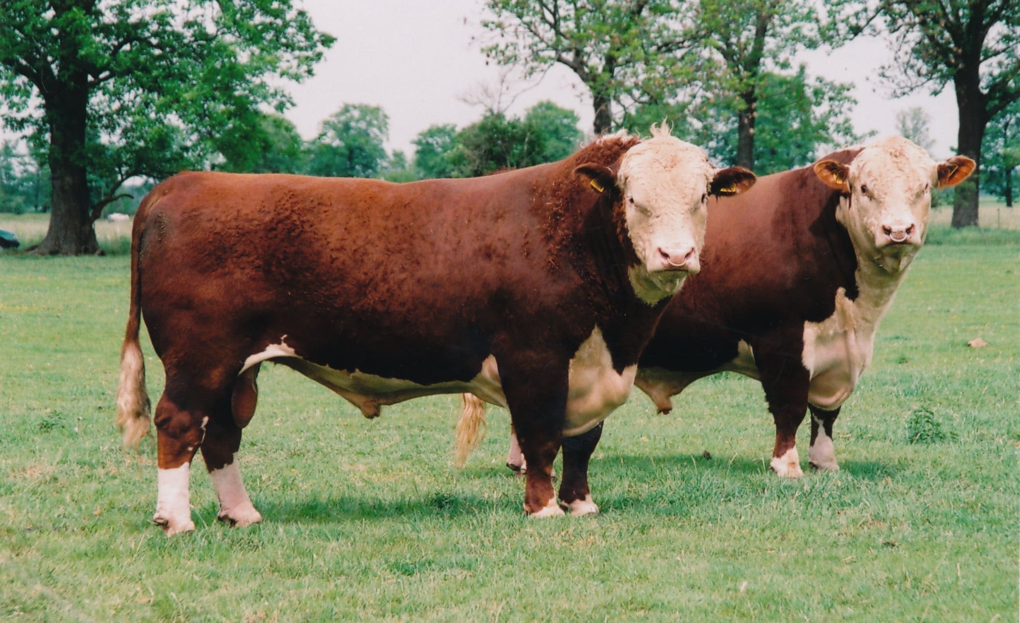 Die Hereford Bullen können ein Gewicht bis 1350 kg erreichen. Fotos (c