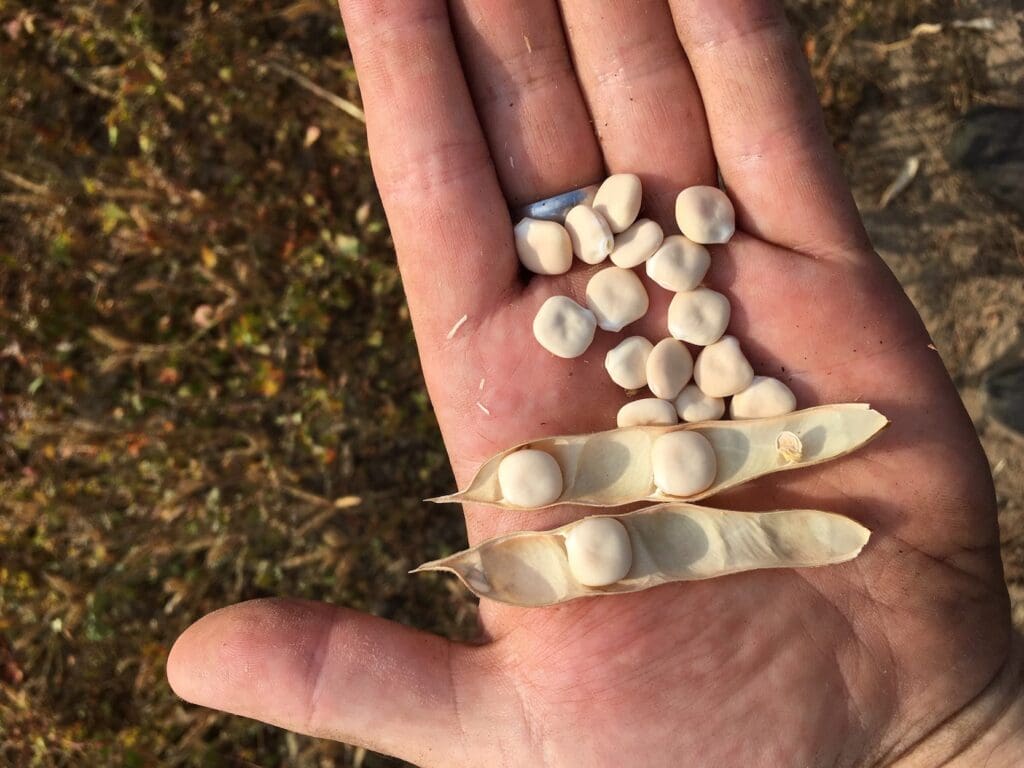 Körner der Pflanze "Weiße Lupinie".