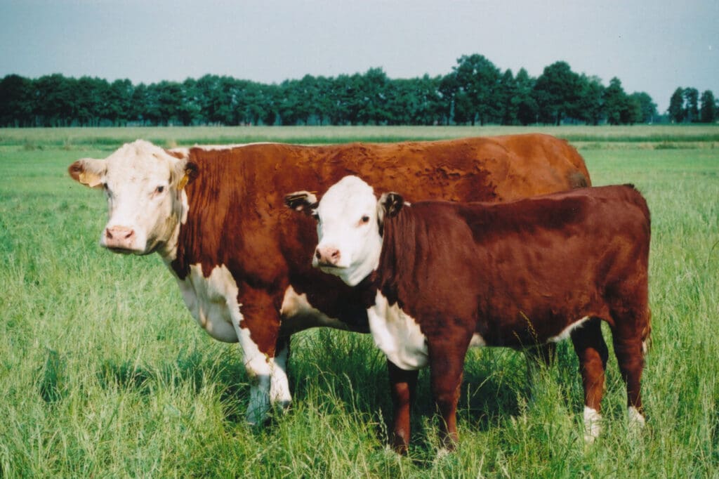 Rinderrasse Hereford - ein weibliches Tier mit Kalb