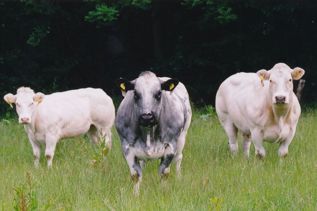 Rund 500 Rinderrassen gibt es weltweit - eine von ihnen ist der weiß-blaue Belgier