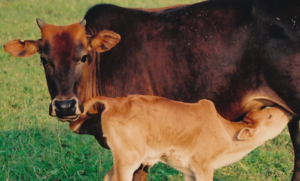 Zwergzebu weiblich mit Kalb.