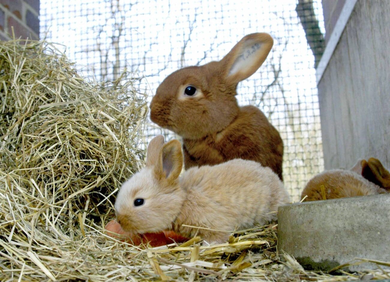 Junge Kaninchen in einem Stall mit Heu