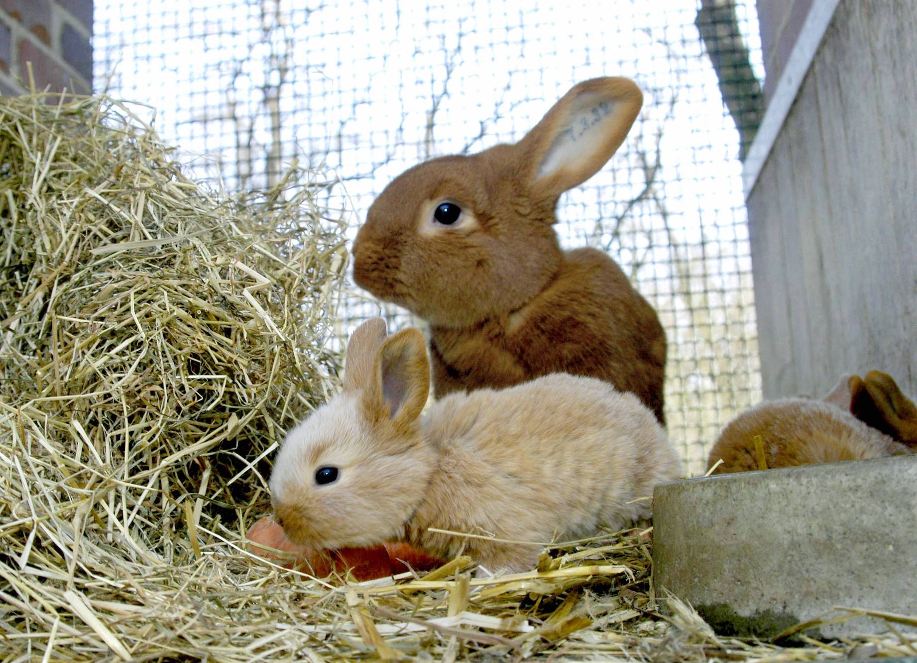 Kaninchen halten ein Hobby mit Mehrwert Bauernzeitung