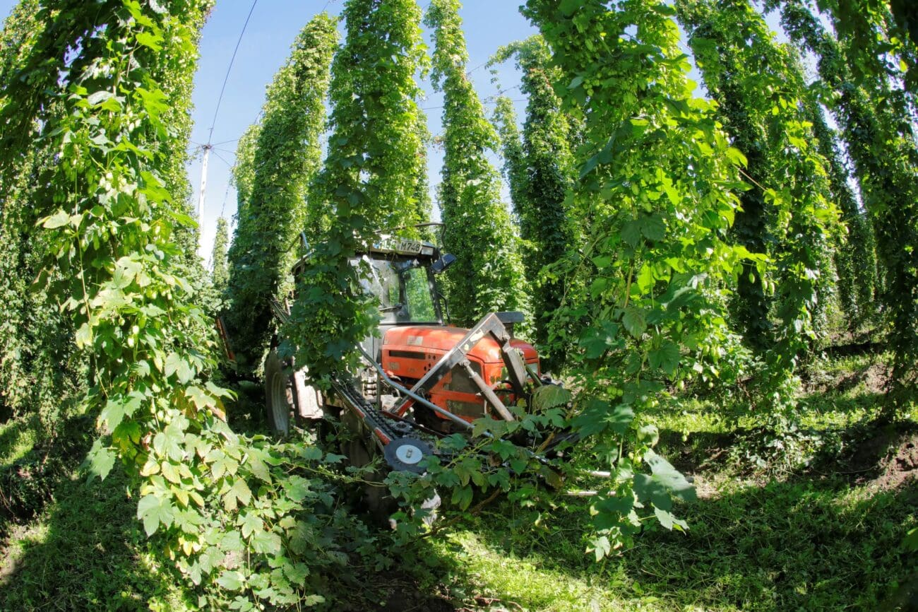 Ein Traktor bei der Hopfenernte.