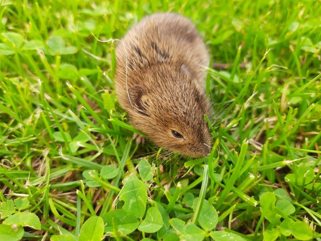 Feldmaus auf Grünland.