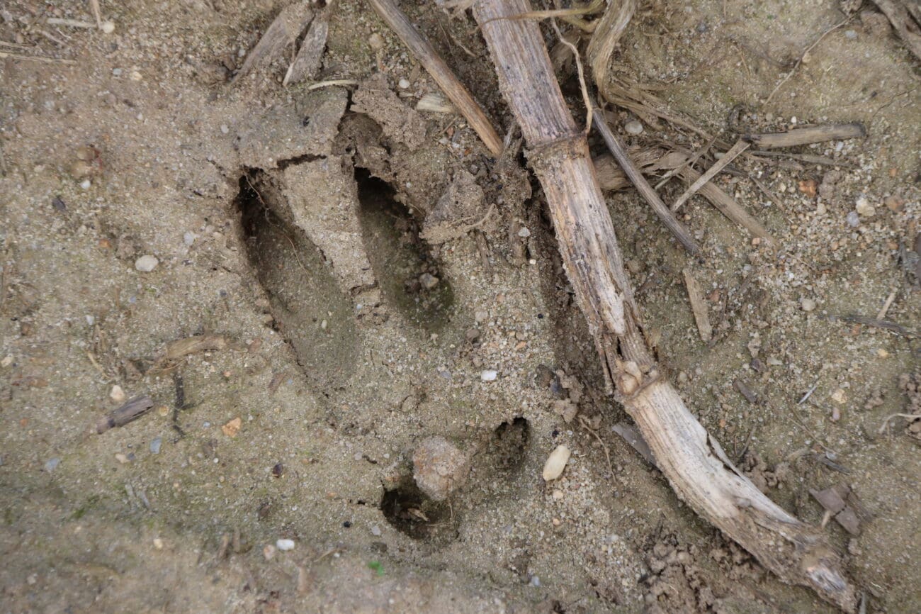 ASP_Fußabruck-eine-Wildschweins-auf-einem-Maisfeld