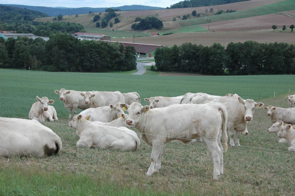 Eine Charolais-Mutterkuhherde der Agrar eG Teichel auf der Weide.